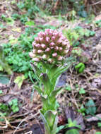 Image of arctic sweet coltsfoot