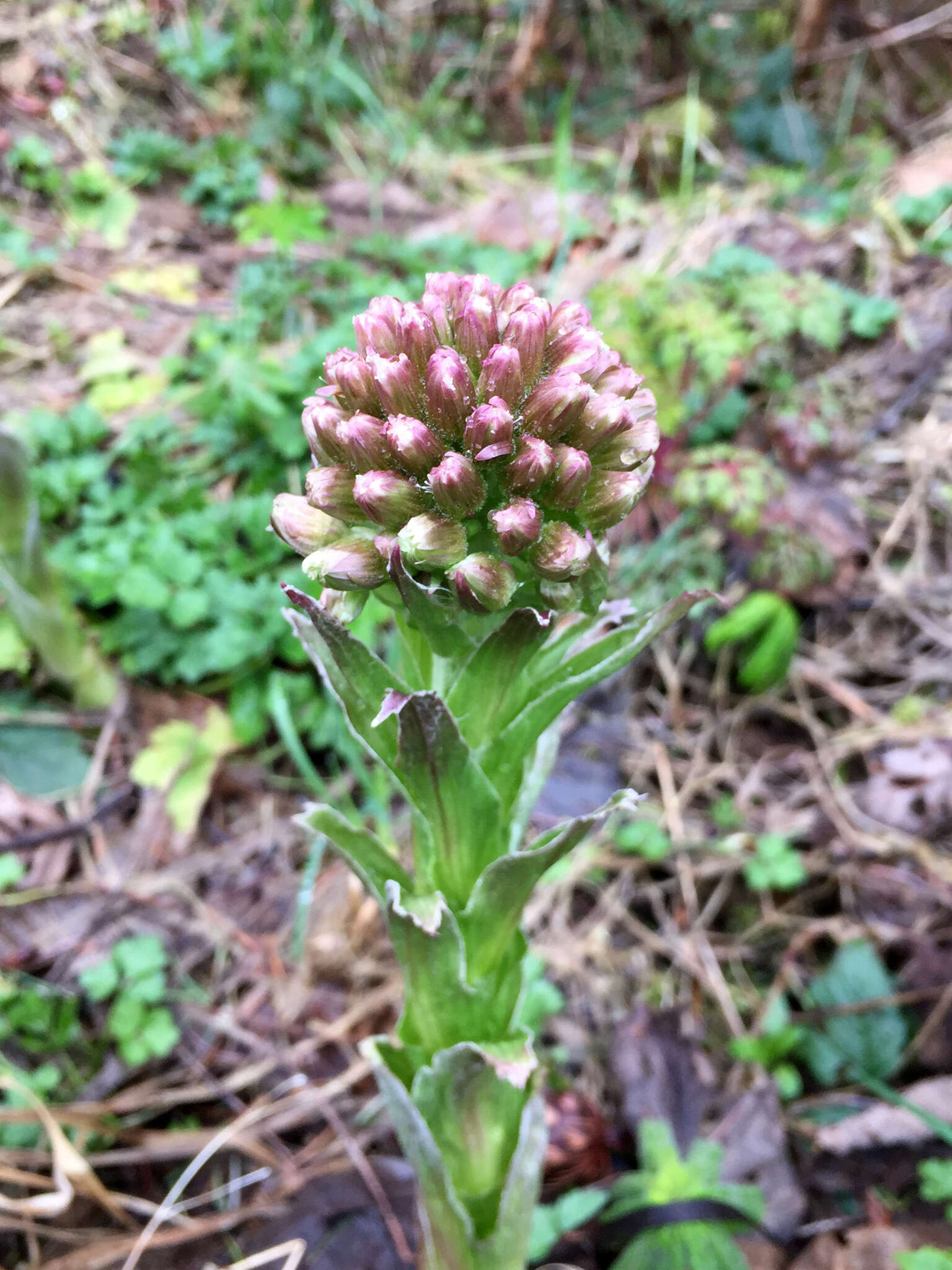 Image of arctic sweet coltsfoot