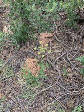 Image of Trans-Pecos false mountainparsley