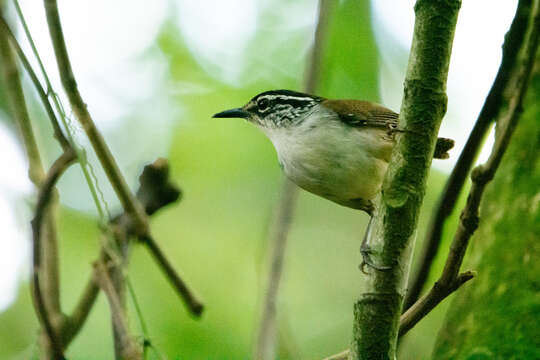 Image of White-breasted Wood Wren