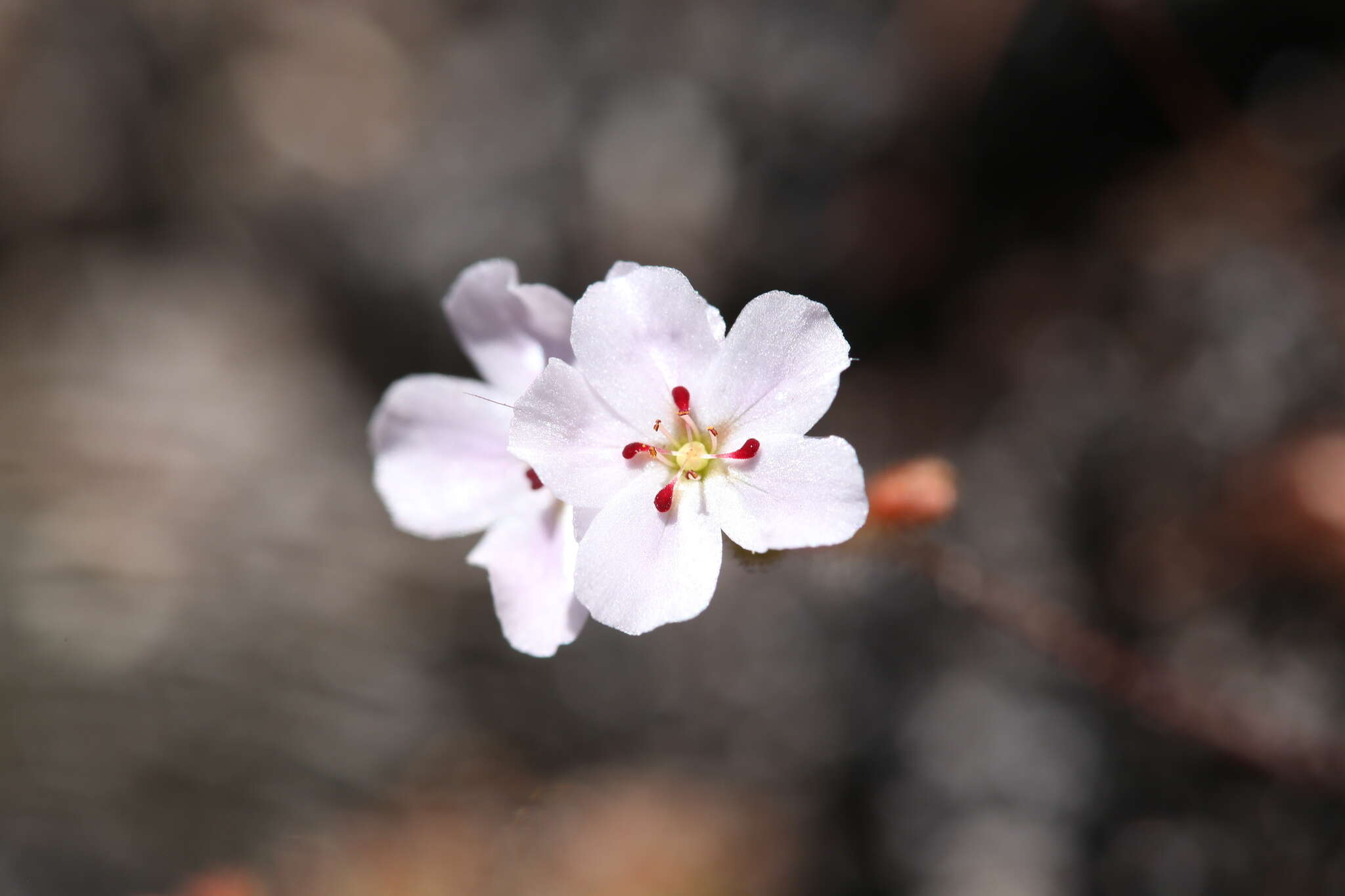 Image of Drosera sidjamesii Lowrie & Conran