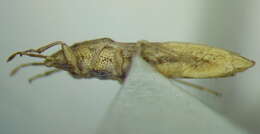 Image of Cymophyes (Cymophyes) golodnajana Seidenstucker & G. 1953