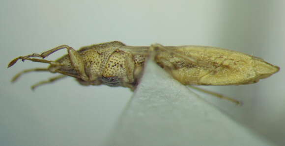 Image of Cymophyes