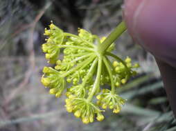 Imagem de Harbouria trachypleura (A. Gray) Coult. & Rose