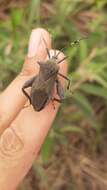 Pachylis laticornis (Fabricius 1798)的图像