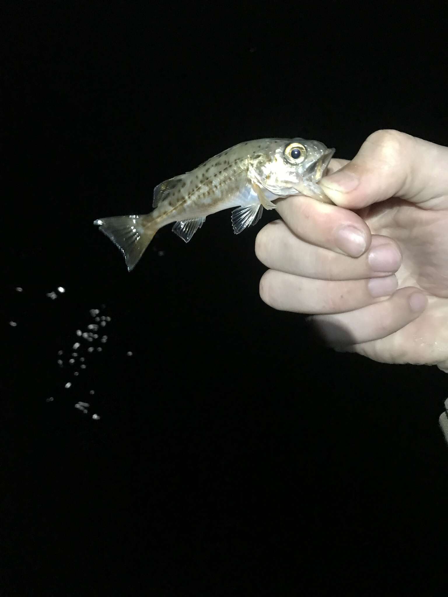 Image of Bocaccio rockfish