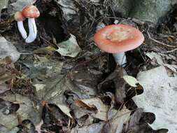 Image of Russula rugulosa Peck 1902