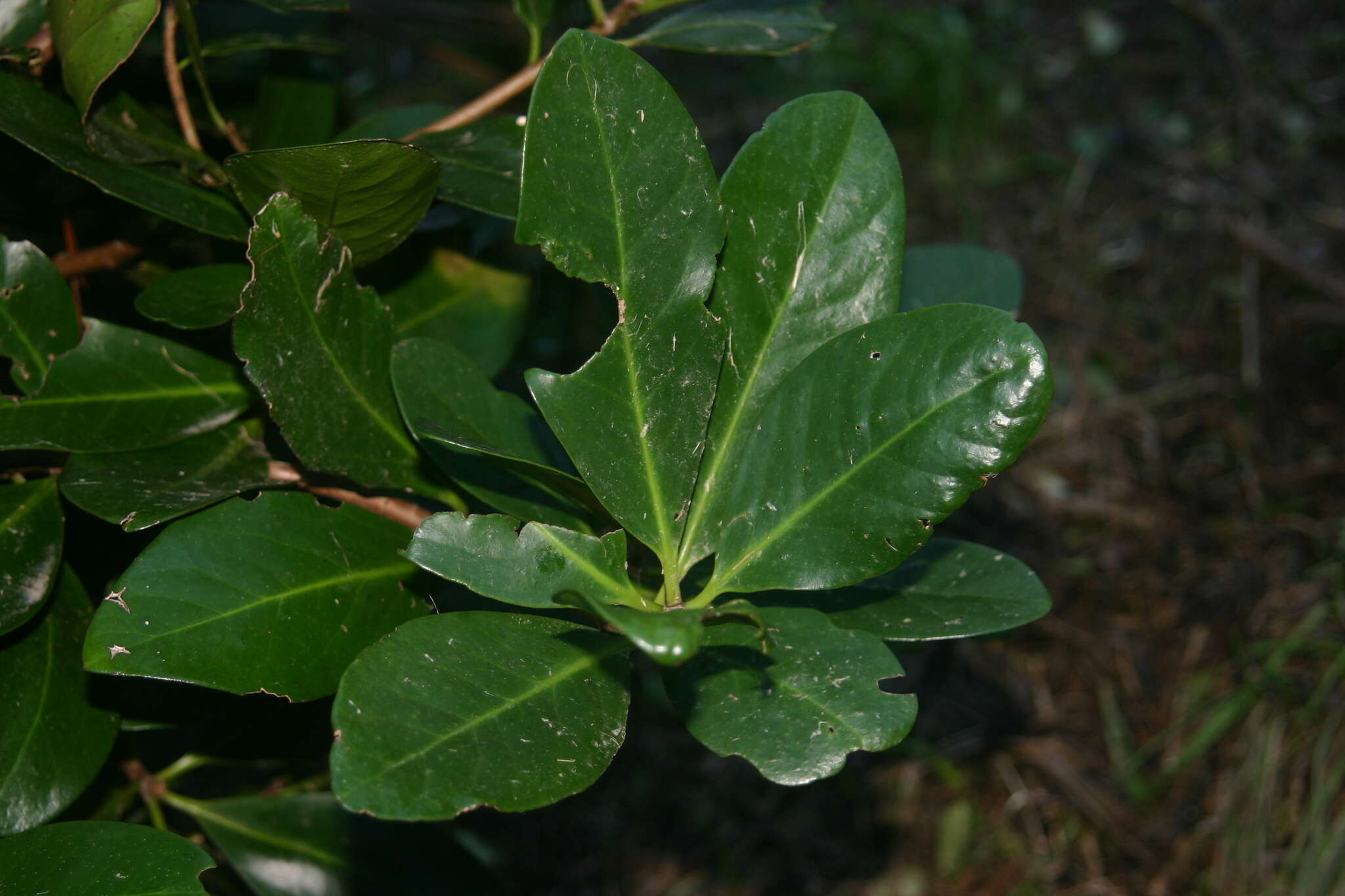 Image of Karaka family