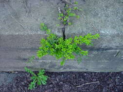 Image of box-leaf honeysuckle