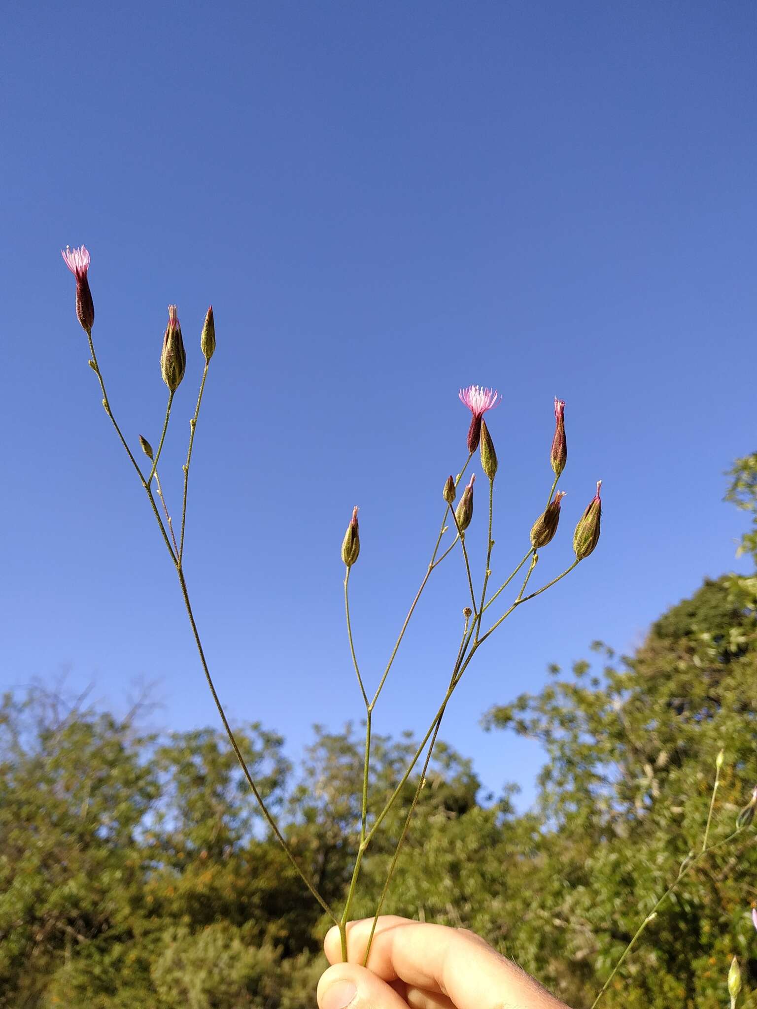 Image of common crupina