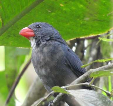 Image of Slate-colored Grosbeak