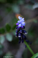 صورة Muscari pulchellum Heldr. & Sart.