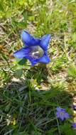 Image of Gentiana clusii subsp. clusii