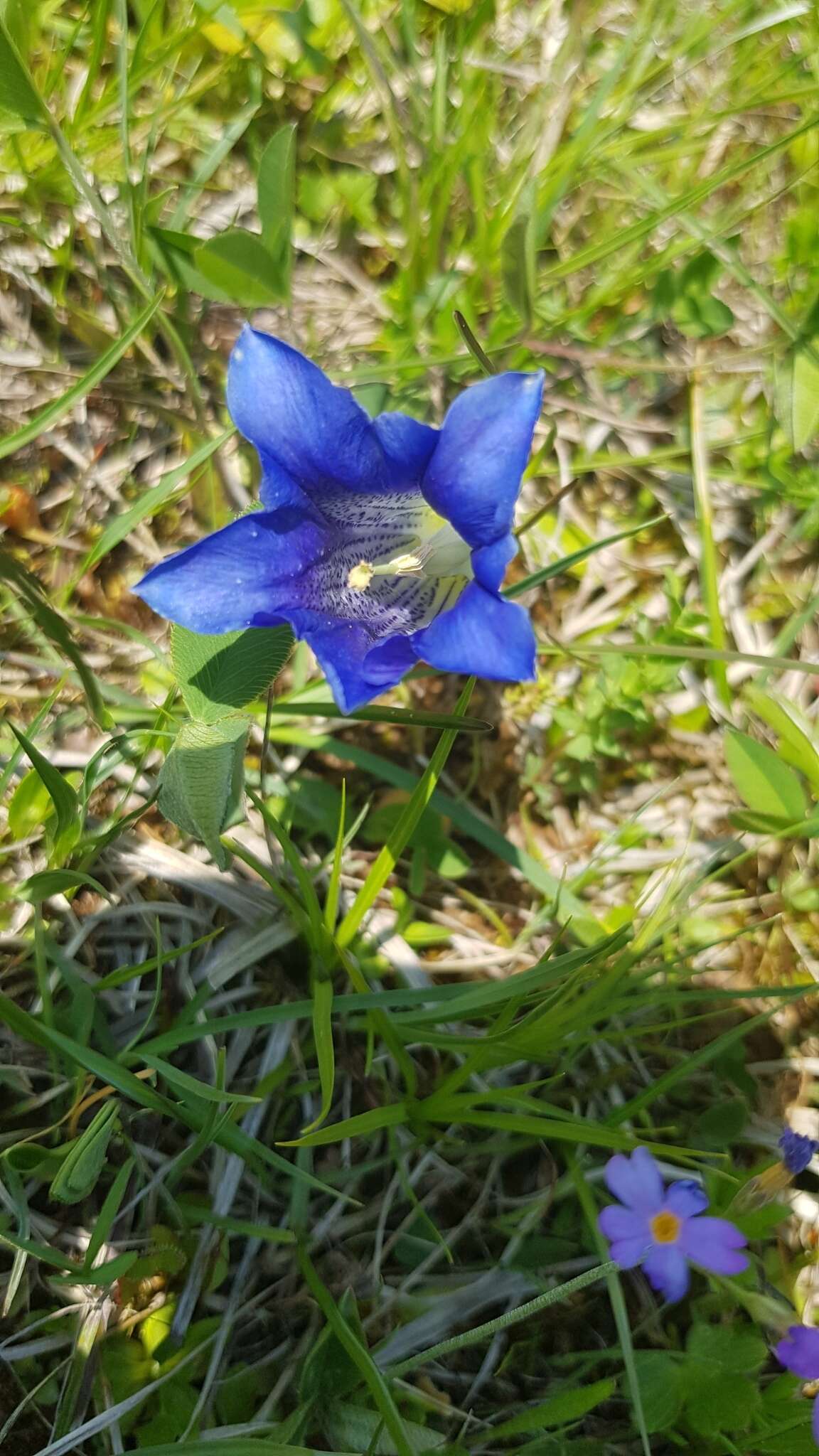 صورة Gentiana clusii subsp. clusii