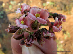 Image of <i>Pomaria sandersonii</i>