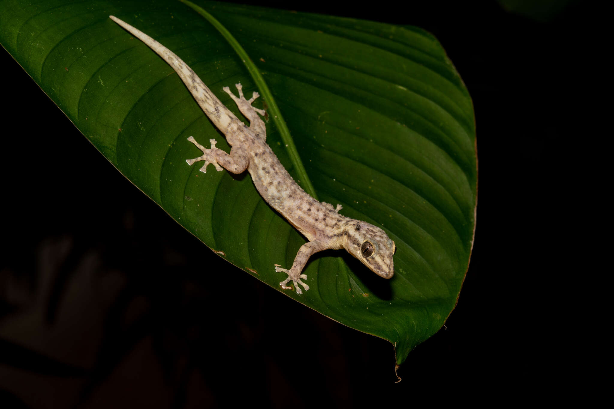 Image of Honduras Leaf-toed Gecko