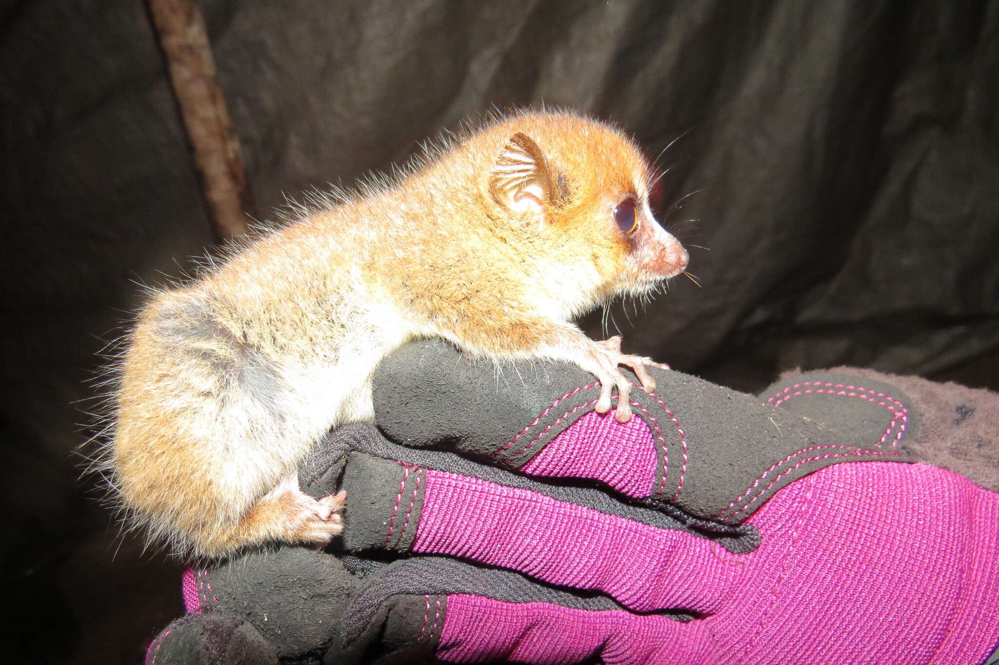 Image of Brown Mouse Lemur