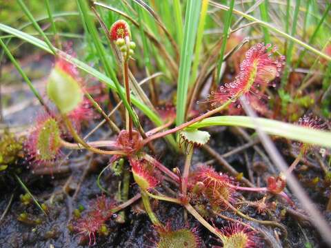 Image of Common Sundew