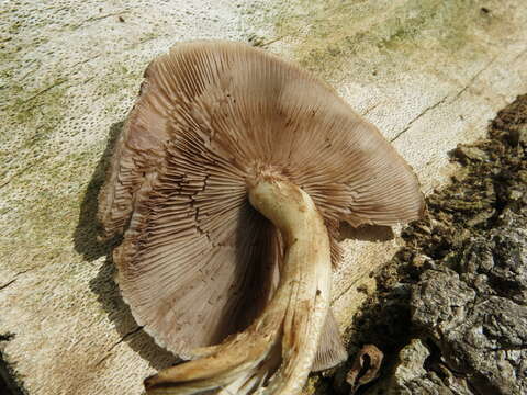 Cyclocybe parasitica (G. Stev.) Vizzini 2014 resmi