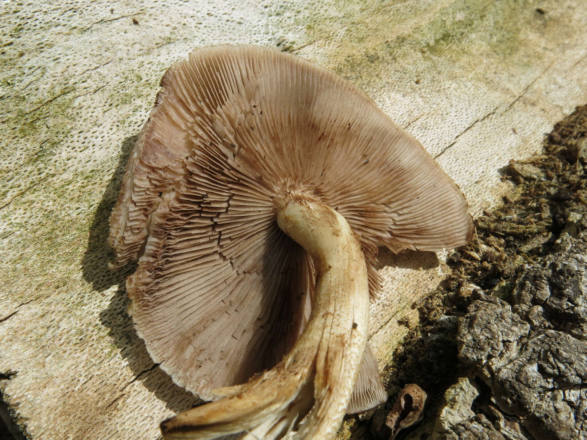 Image of Cyclocybe parasitica (G. Stev.) Vizzini 2014