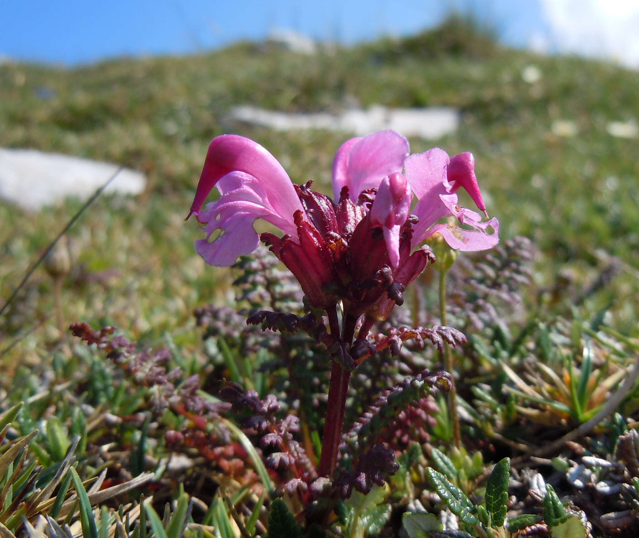 Image of beaked lousewort