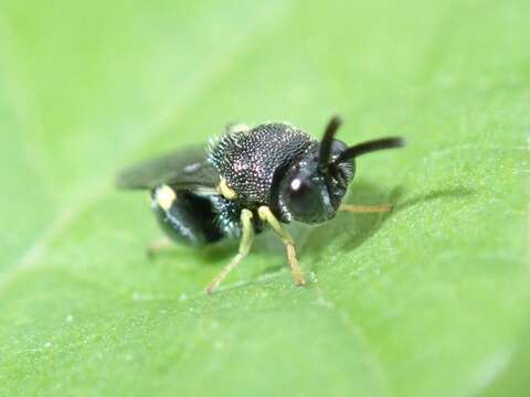 Image de Brachymeria lasus (Walker 1841)