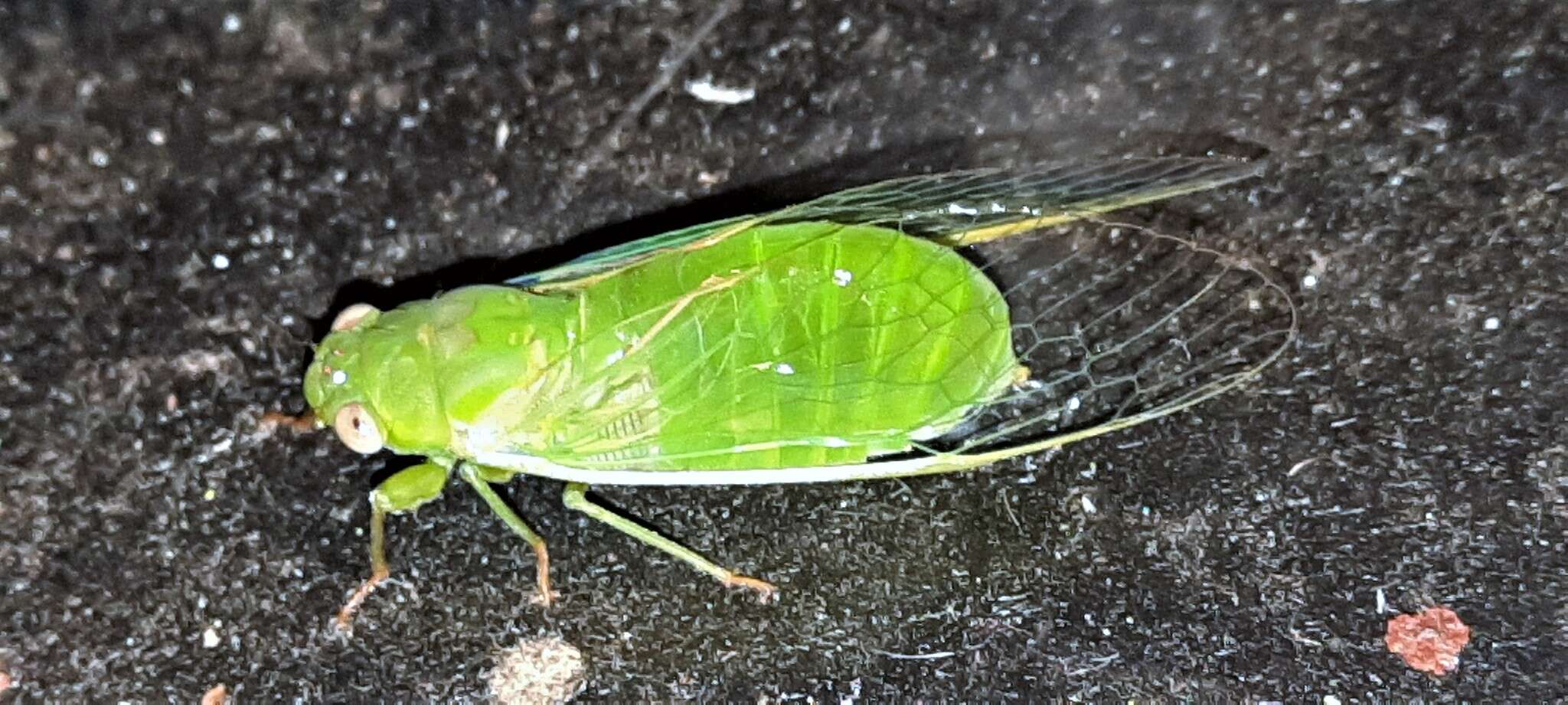 Sivun Chlorocysta vitripennis (Westwood 1851) kuva