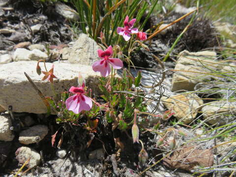 Image of Pelargonium capillare (Cav.) Willd.