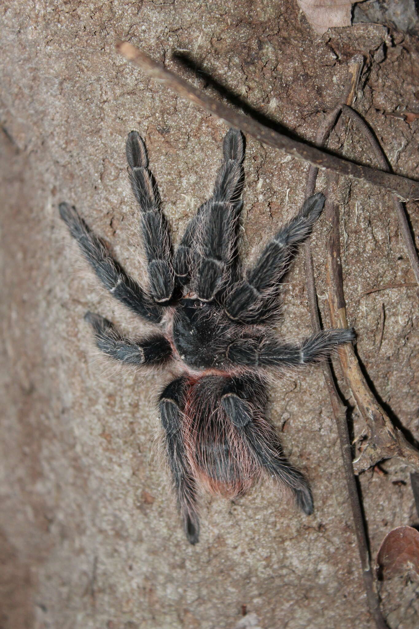 Image of Bahia Scarlet Tarantula