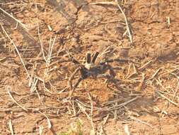 Image of Killimanjaro Baboon Tarantula