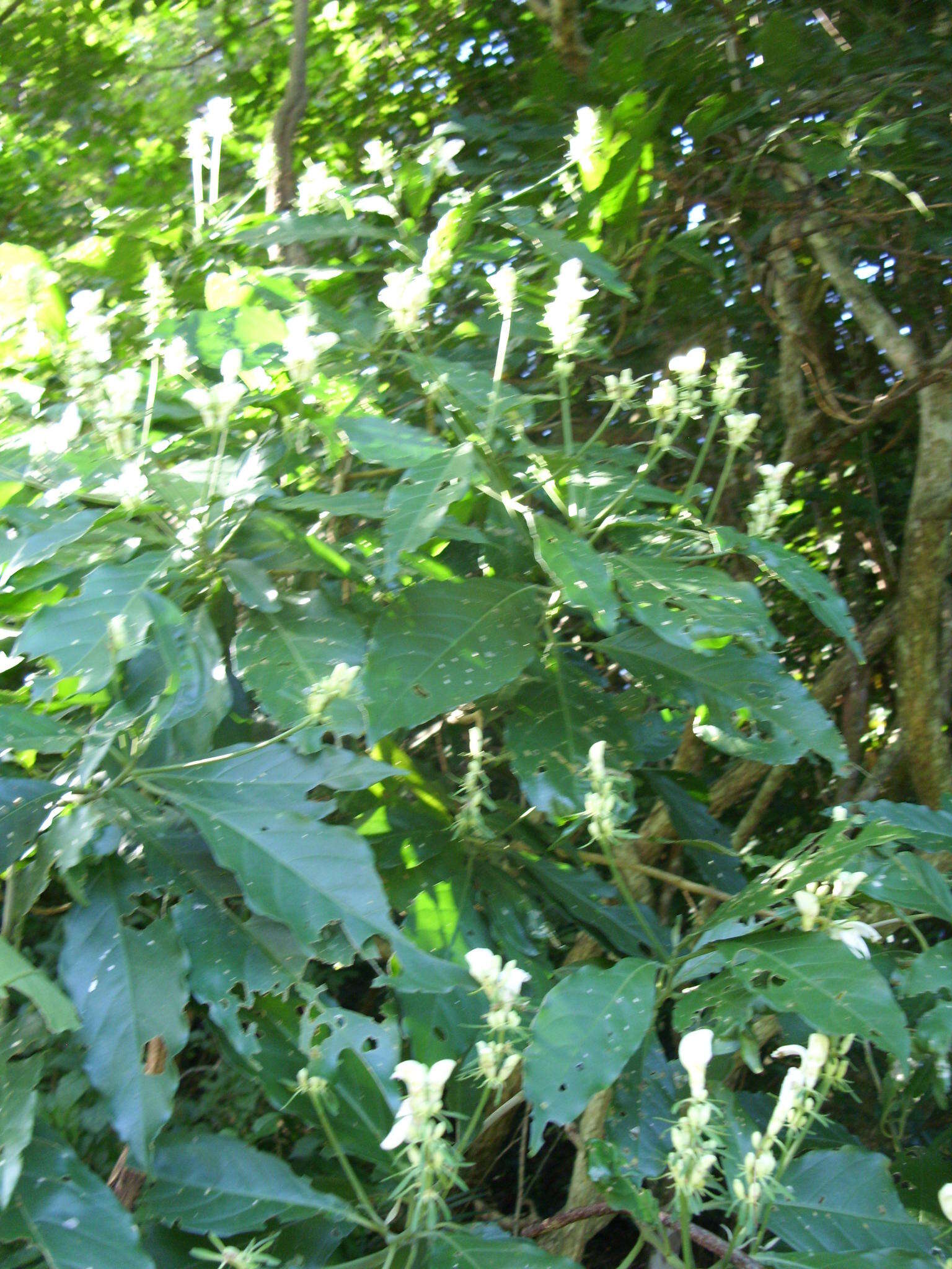 Image of Pistol-bush