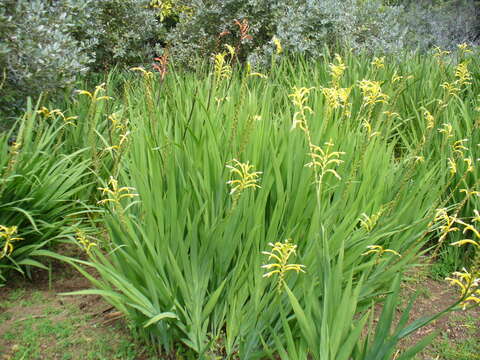 Image of African cornflag