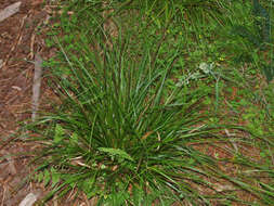 Sivun Carex uncinata L. fil. kuva