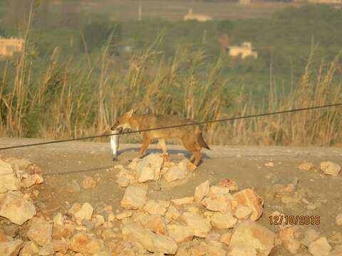 Image of Syrian jackal