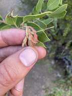 Слика од Arctostaphylos glandulosa subsp. zacaensis (Eastw.) P. V. Wells