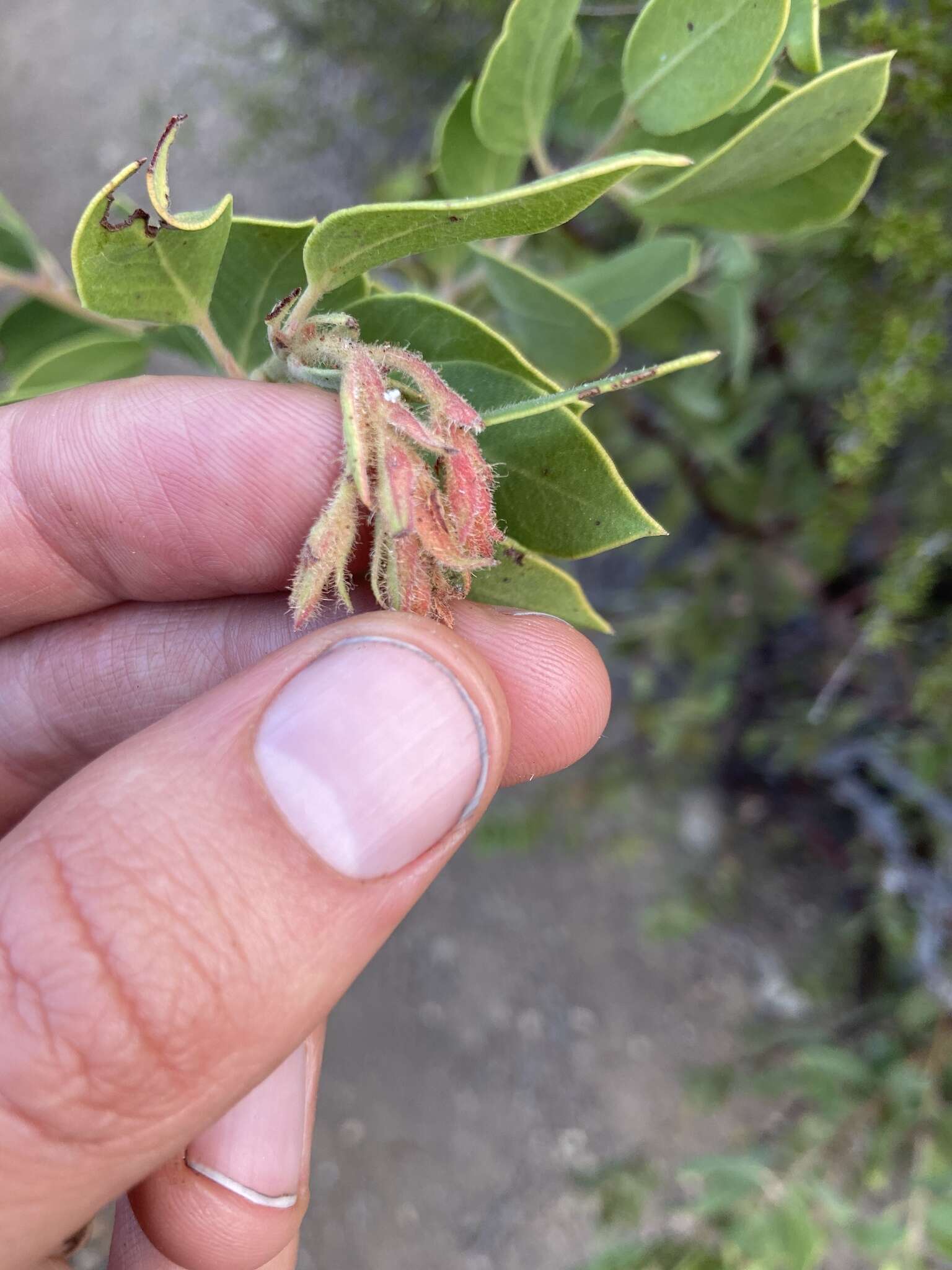 Слика од Arctostaphylos glandulosa subsp. zacaensis (Eastw.) P. V. Wells