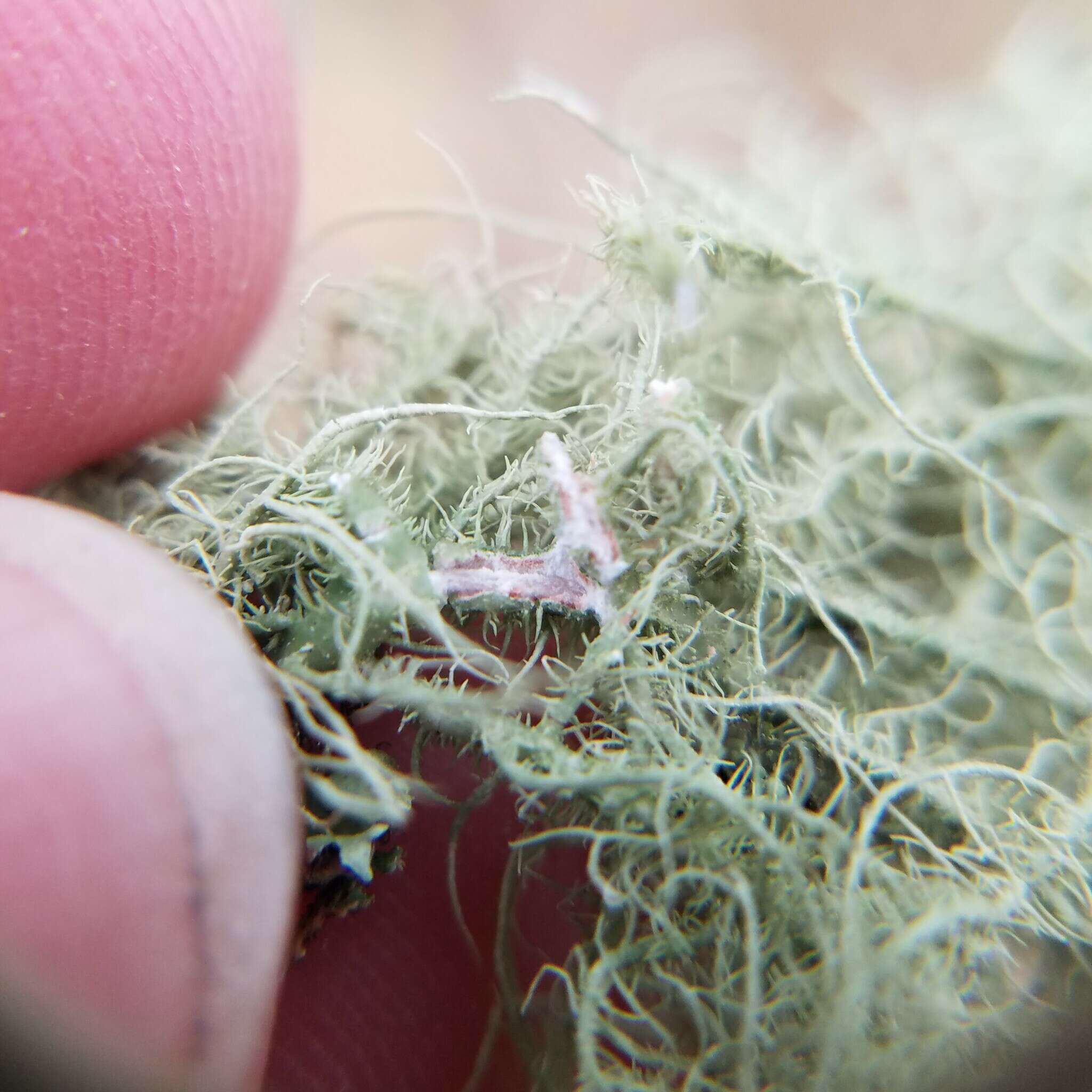 Image of Bloody beard lichen;   Beard lichen