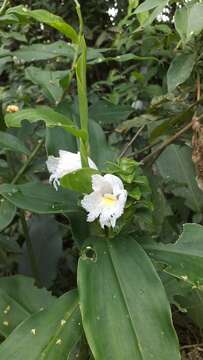 Image of Costus arabicus L.