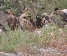 Image of Double-crested Cormorant