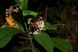 Imagem de Clerodendrum deflexum Wall.