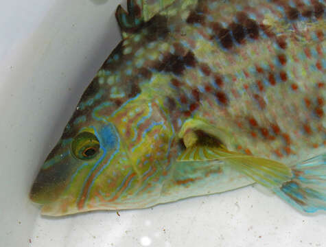 Image of Corkwing Wrasse