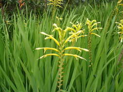 Image of African cornflag