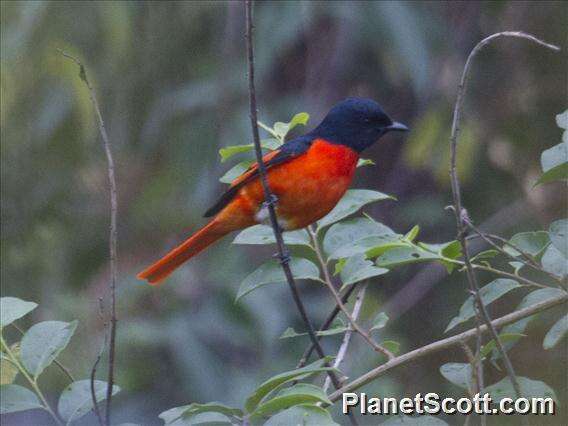 Pericrocotus brevirostris (Vigors 1831) resmi