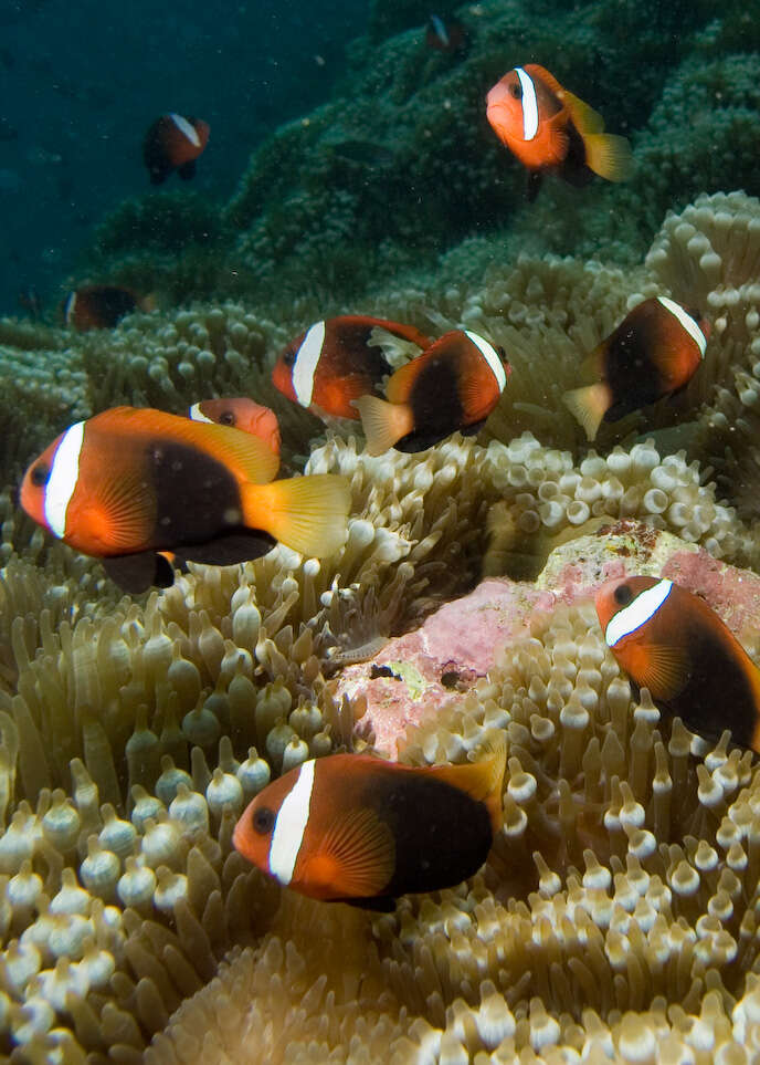 Plancia ëd Amphiprion melanopus Bleeker 1852