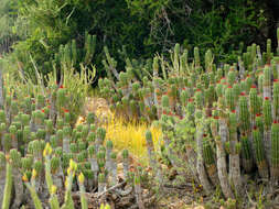 Euphorbia officinarum L. resmi