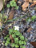 Image of roundleaf bluet