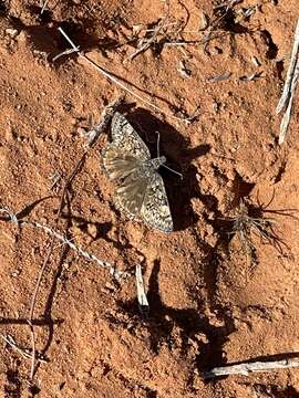 Image of Rocky Mountain Duskywing