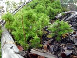 Image of Dendroligotrichum dendroides Brotherus 1905