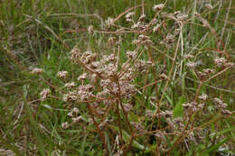 Imagem de Anisotome aromatica Hook. fil.