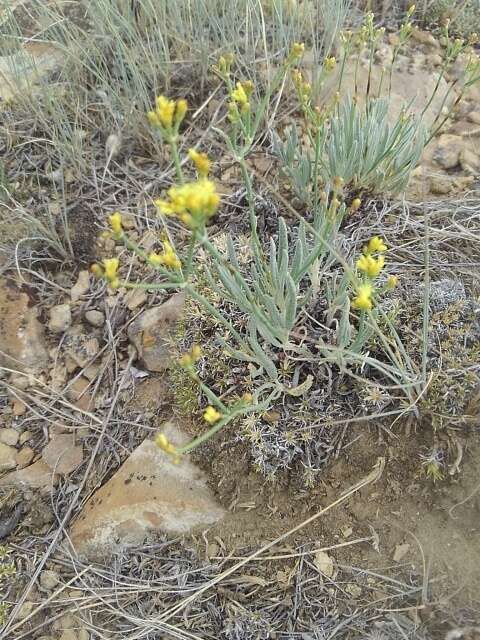 Plancia ëd Eriogonum brevicaule Nutt.